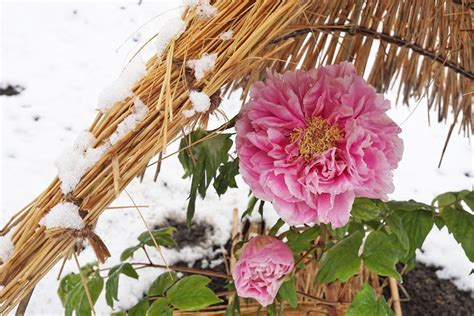 Japan's winter peonies (kan.